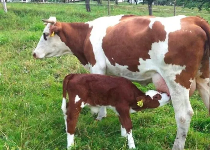 Apartamento Maierhof *