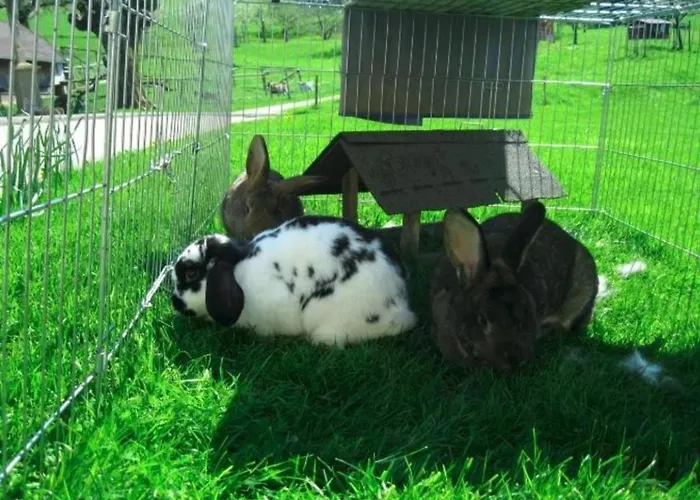 Maierhof Apartamento *